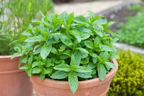 Does Mint Grow Back Every Year?