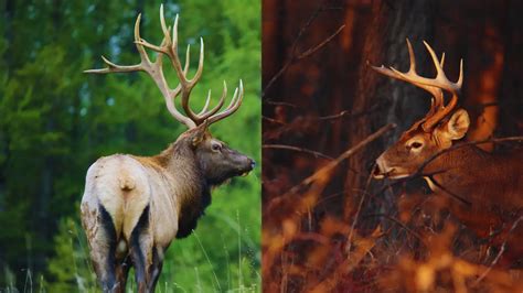 Elk Tracks Vs Deer Tracks: Differences Explained - The Body Training