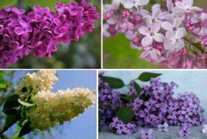 Lilac Tree: Care and Growing Guide (With Pictures)