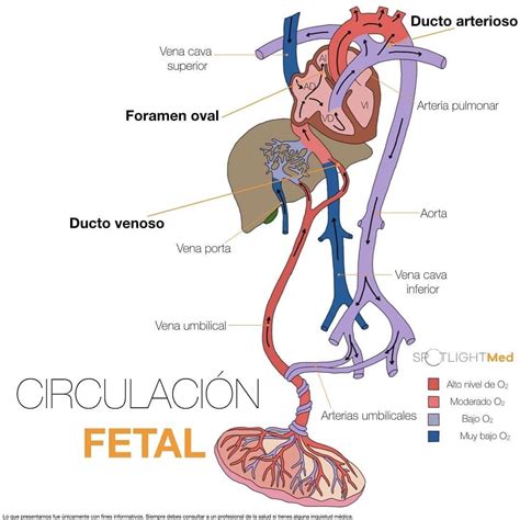 Circulación Fetal | Circulacion fetal, Circulacion, Obstetricia