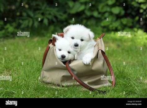 German Spitz Puppies Stock Photo - Alamy