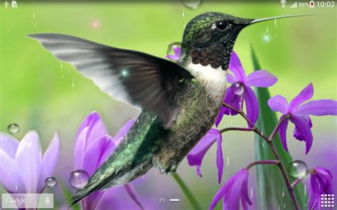 🔥 [50+] Free Hummingbird Wallpapers and Screensaver | WallpaperSafari