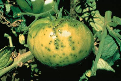 Domates, Pseudomonas syringae pv. tomato