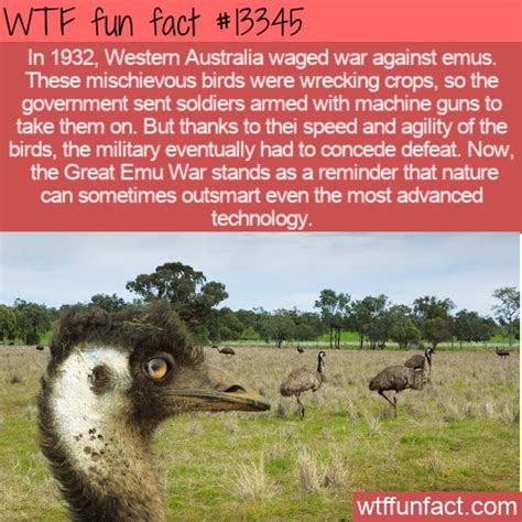 WTF Fun Fact 13345 - The Australian Emu War