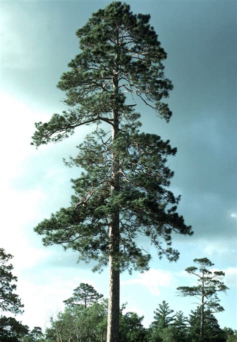 Red Pine – Crandall Park Trees