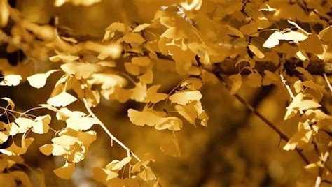 Ginkgo Leaf Ginkgo Tree Autumnal Flora Stock Footage Video (100% Royalty-free) 1100287263 ...