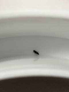 Any idea what this bug is? : r/whatsthisbug