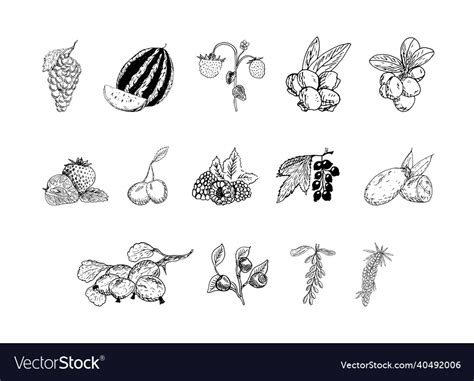 Berries in art ink style Royalty Free Vector Image