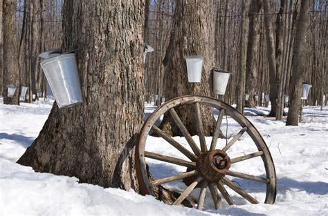 Maple Tree Tapping Time 2019 - Burton Tapping Ceremony - The Weekly Villager