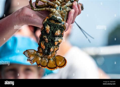 Pregnant crustacean hi-res stock photography and images - Alamy