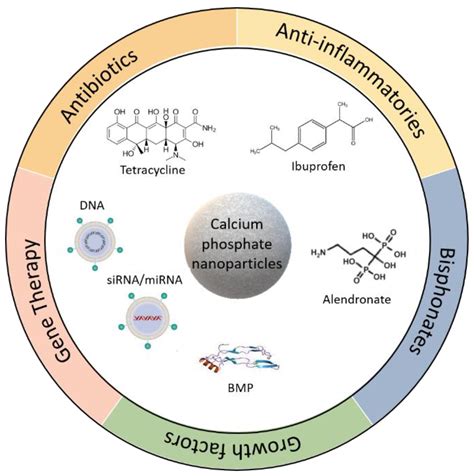 Calcium Phosphate Nanoparticles in Bone | Encyclopedia MDPI