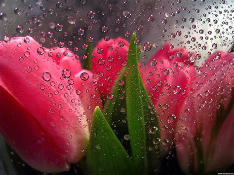 Fresh flowers, pretty, drop, flower, nature, petal, HD wallpaper | Peakpx