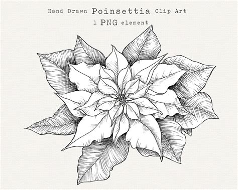 Poinsettia Clip Art, Poinsettia Line Art, Christmas Botanical PNG, Christmas Floral Clipart ...