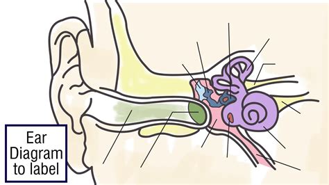 Human Ear Diagram - Bodytomy