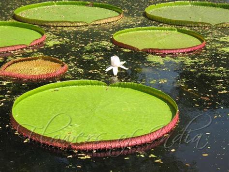 Victoria amazonica - Giant Water Lily