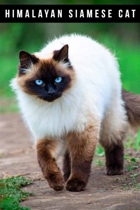 Himalayan Siamese Cat Breed Colors and Traits