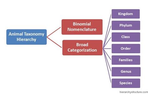 Animal Taxonomy Hierarchy Chart | Animal Taxonomy Tree