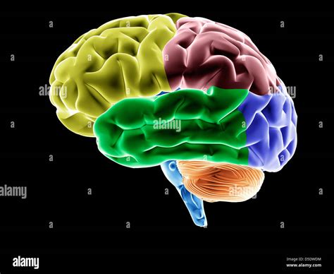 oveja número Persuasivo cerebro colores Novelista Arábica consonante