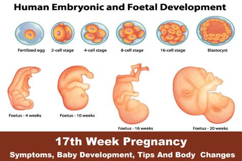 2 weeks pregnancy symptoms