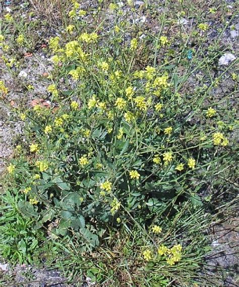 Black Mustard is an edible wild flower it is easy to forage for |The Green Bard