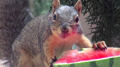 Squirrel Food for the Powerful Soul « Throwing Down Acorns