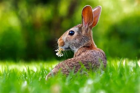 What Eats A Rabbit? [List of Rabbit Predators] | PetShoper