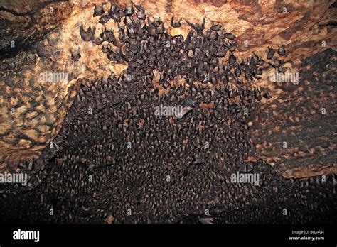 Bats colony, Maramagambo Forest, Queen Elizabeth National Park, Uganda, East Africa Stock Photo ...