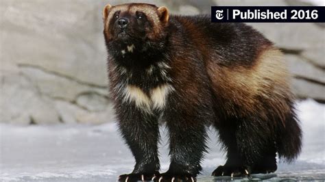 Judge Prods Wildlife Service on Protection for Wolverines - The New York Times