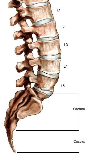 Lumbar Spine: Lumbar Spine L1