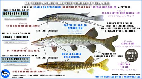 Pickerel Vs Northern Pike