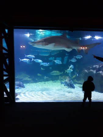 Greater Cleveland Aquarium - 2019 All You Need to Know BEFORE You Go ...