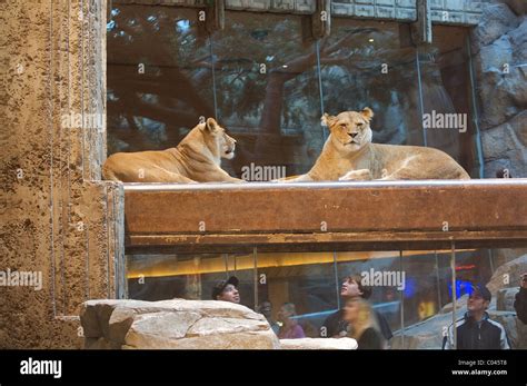 Las vegas mgm hotel lion hi-res stock photography and images - Alamy