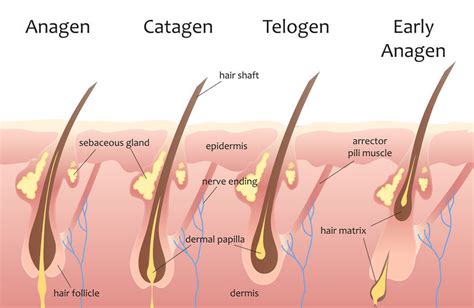 Hair Growth Cycle Information | Anagen, Catagen, Telogen