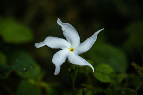 Premium Photo | Jasmine flowers in the yard