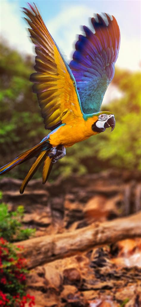 Macaw Fly hd mobile Wallpaper | Parrot | Birds wallpaper hd, Bird ...