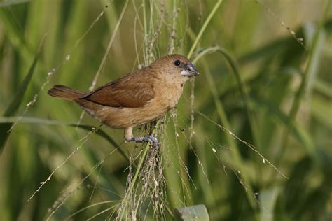 Scaly-breasted Munia | Audubon Field Guide