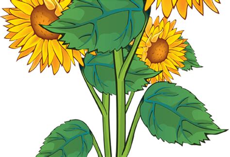 Download Summer Flower Border Clip Art Free Gardening Flower - Sunflower That Went Flop - ClipartKey