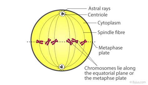 Metaphase Of Mitosis