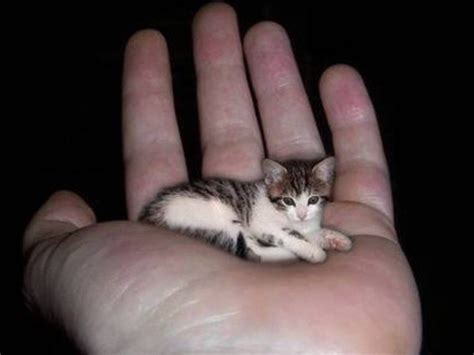 Smallest Animals In The World - XciteFun.net