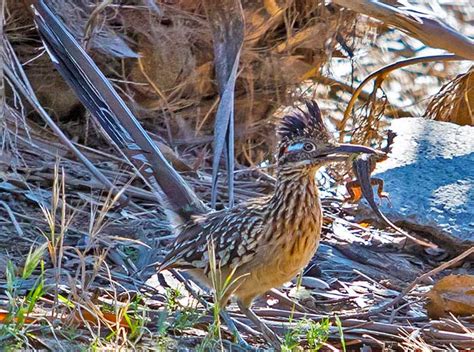 Roadrunner - Bird - Geococcyx californianus - DesertUSA