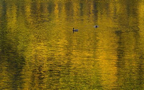 PHOTOS: 2023 Fall Colors in Colorado | Outdoors | denvergazette.com