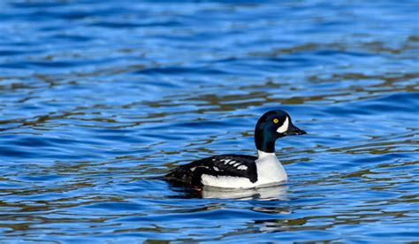 Black and White Duck Breeds - The Hip Chick