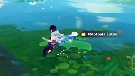 Where to Find Nilotpala Lotus Location in Genshin Impact | Lotus, Playable character, The locals