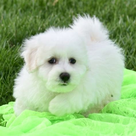 Chip, a White Male Biton Puppy 640785 | PuppySpot