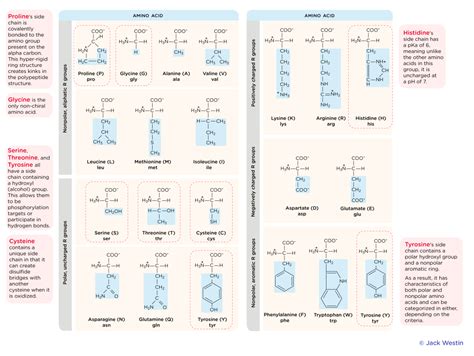 Amino Acids And Abbreviations