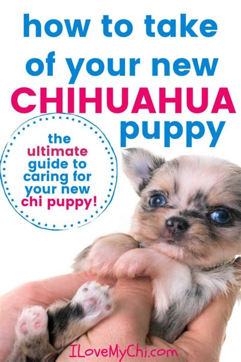 How to Take Care of Your New Chihuahua Puppy - I Love My Chi