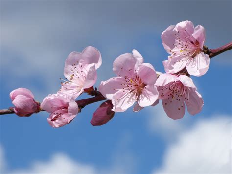 Free Images : flower, petal, food, spring, produce, pink, flora, cherry ...