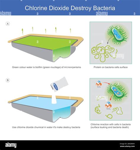 Chlorine Dioxide Destroy Bacteria. Illustration explain water sources in which bacteria mucilage ...