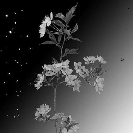 Black and White Sakura Wallapaper 1080p | Wallpapers HDV