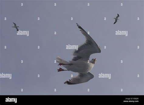 Funny seagull hi-res stock photography and images - Alamy